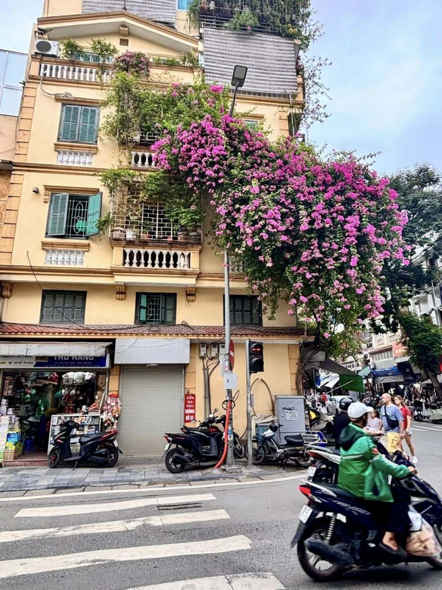 Rue de Hanoï bordée de bougainvilliers