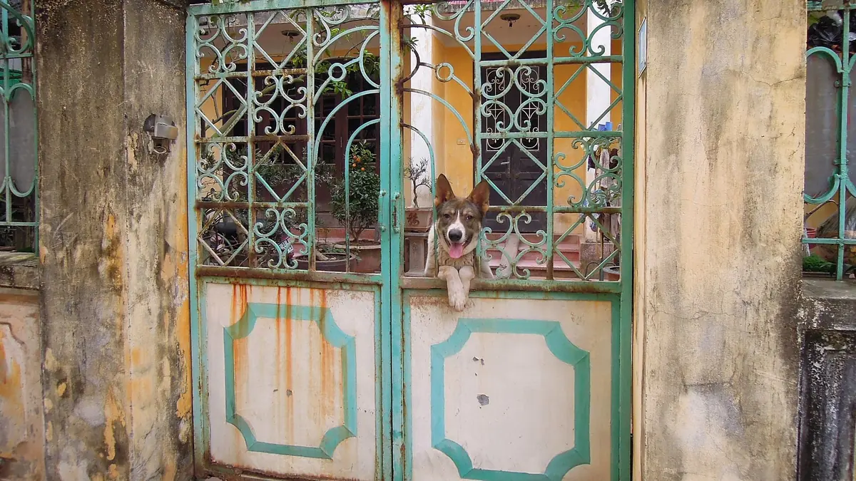 Un chien derrière le portail d'une maison du quartier de Tây Hồ, à Hanoï